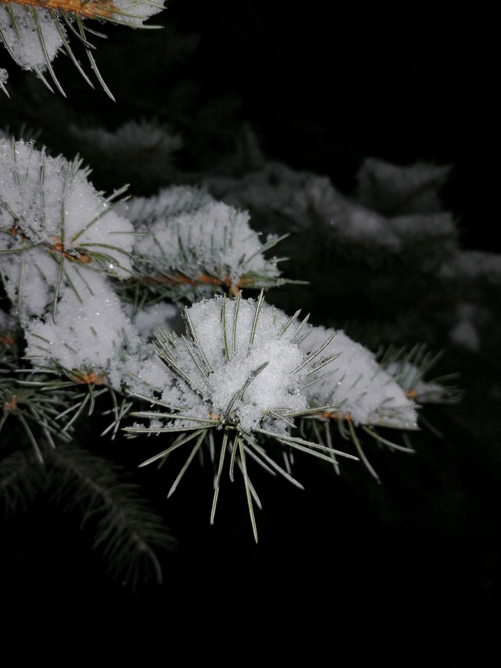 Needles