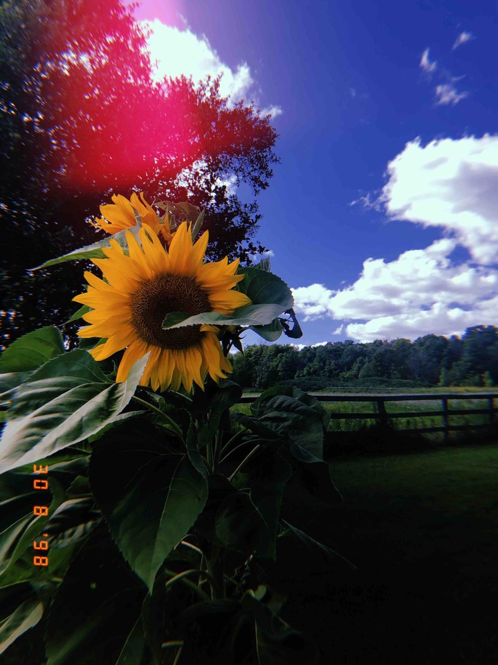 sunflower ?