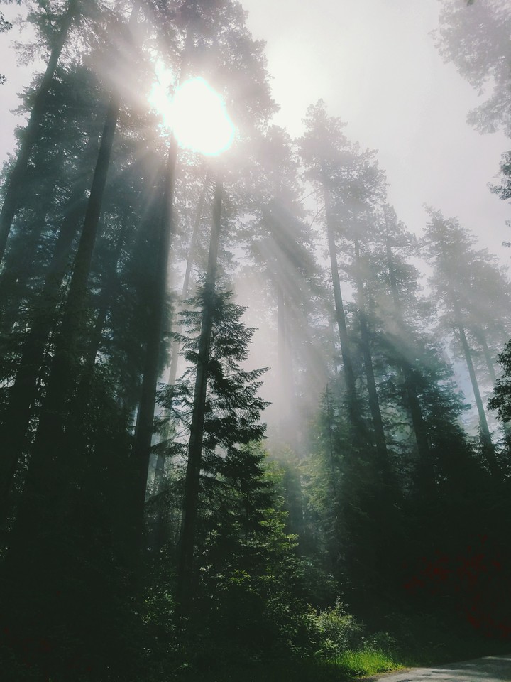 Morning Sun