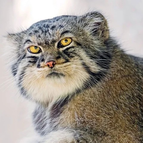 лесной кот