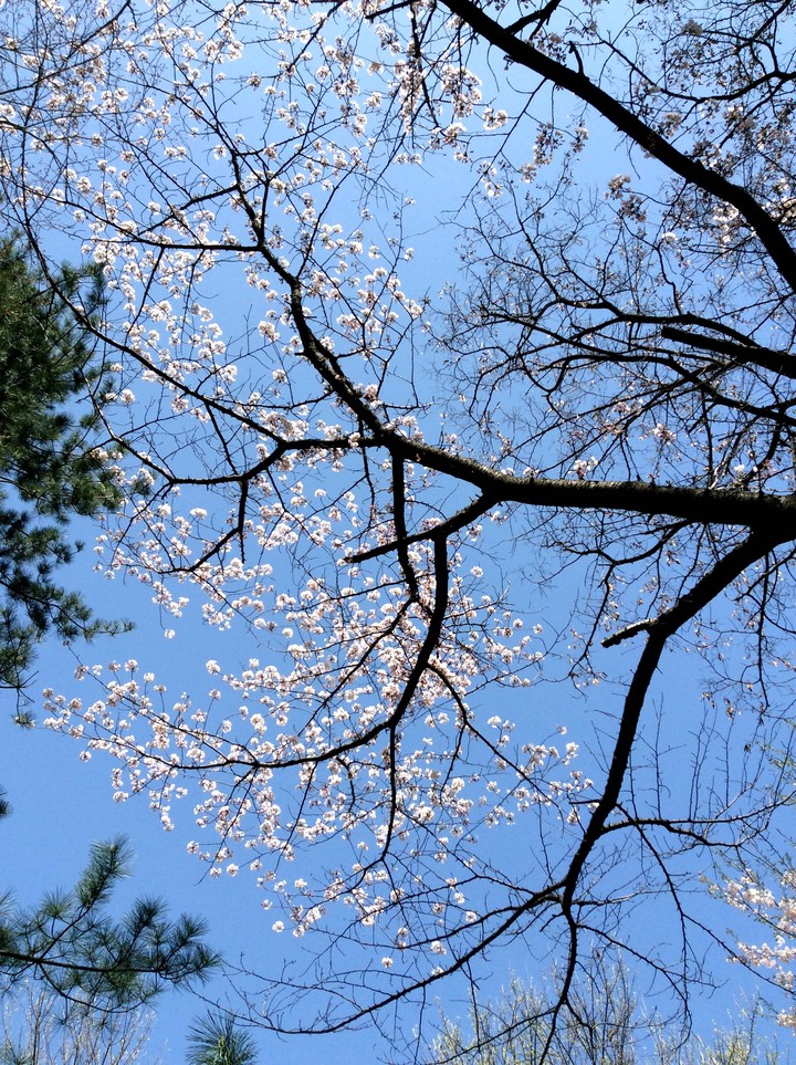 Blossom