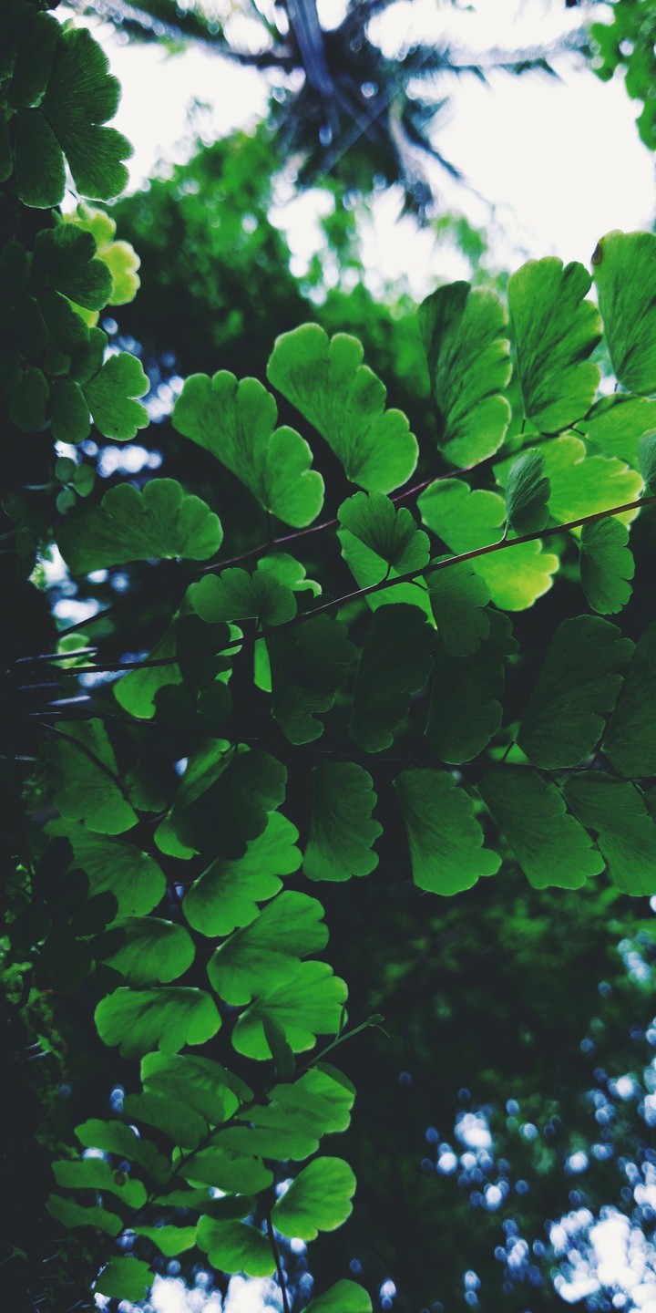 leAf..