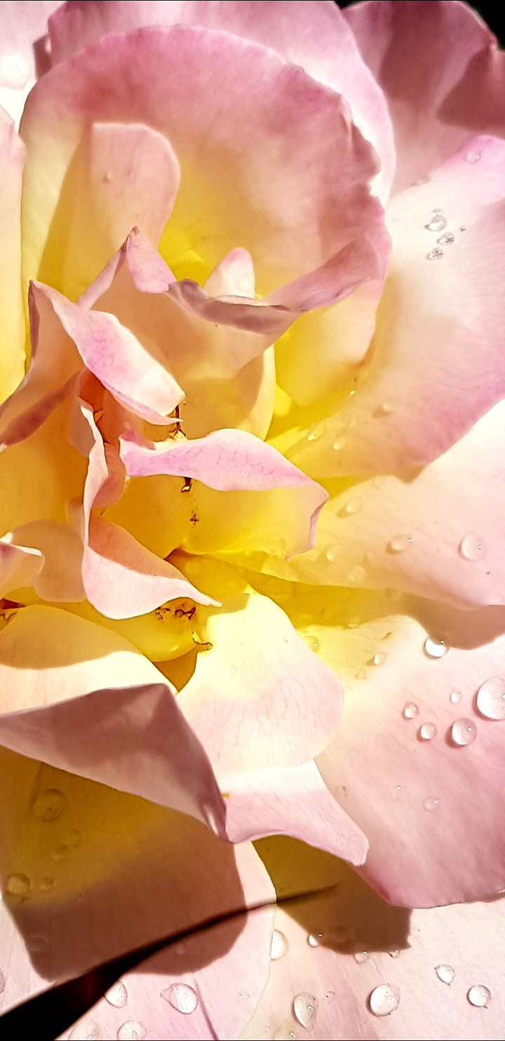 Rose mit Regentropfen.