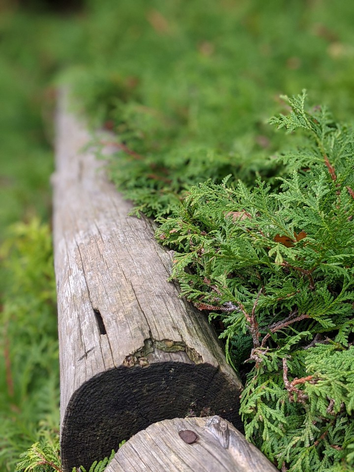 green , stump