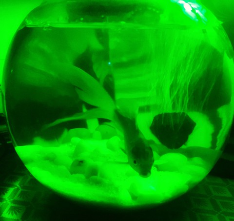 Fish Bowl