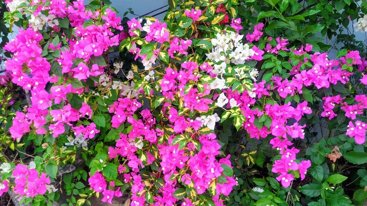 Beauty Nature