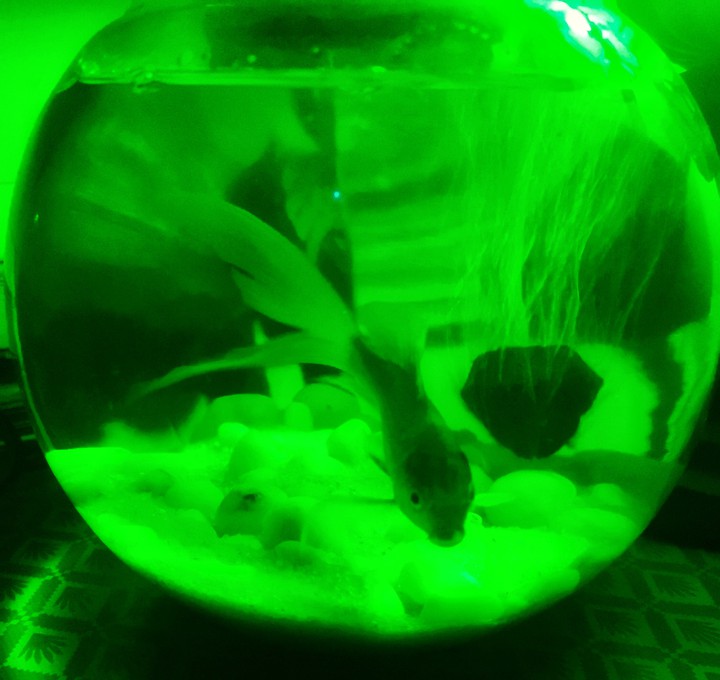 Fish Bowl
