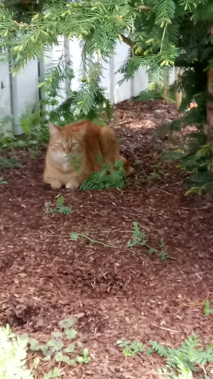 me cat