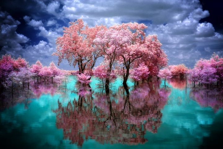 Pink tree & emerald