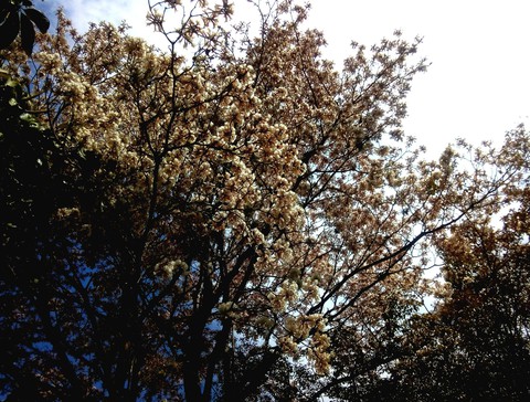fonds d'écran Sítio, deciduous