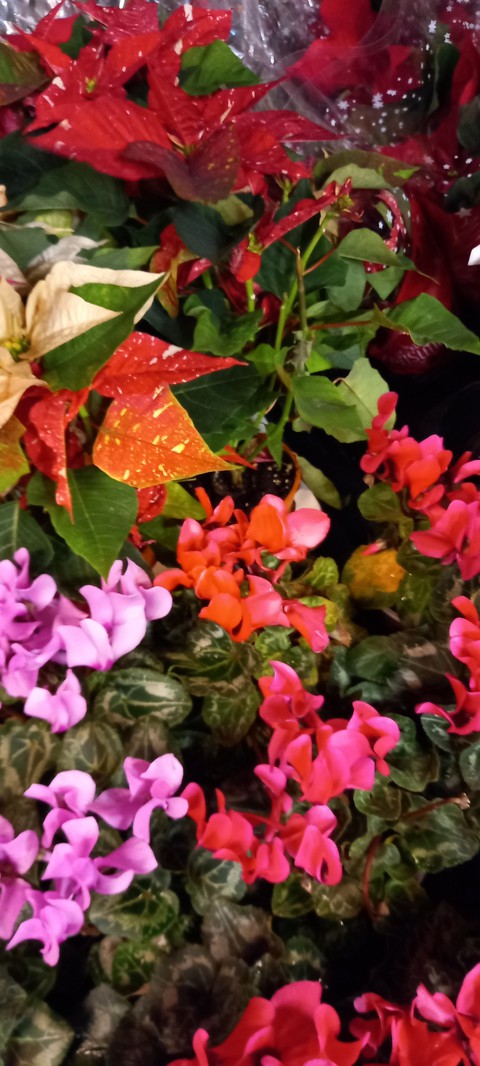 OGQ, flower wallpapers
