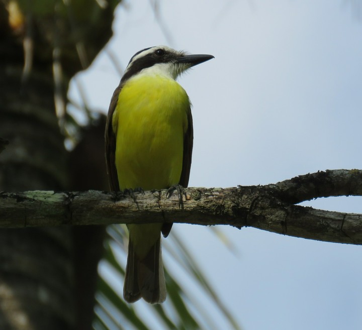 bird