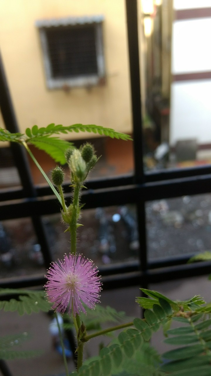 chui muii plant