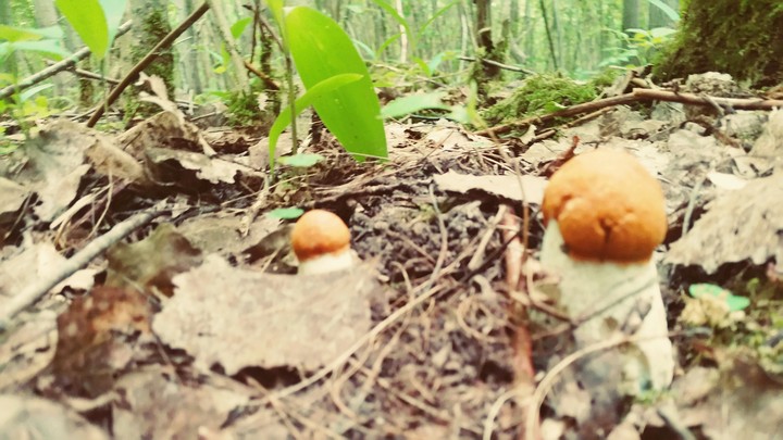 Forest gifts