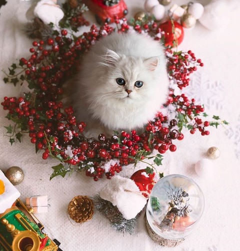 Merry Christmas