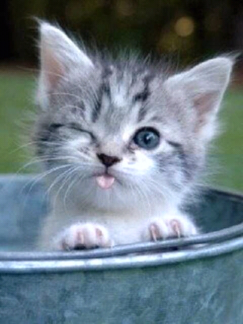 Cattyyy