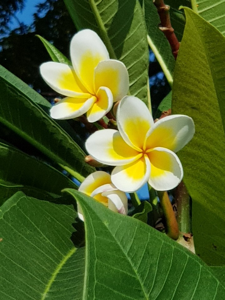 花卉