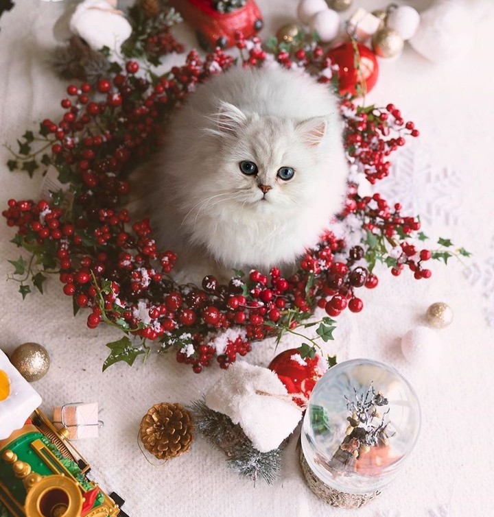 Merry Christmas