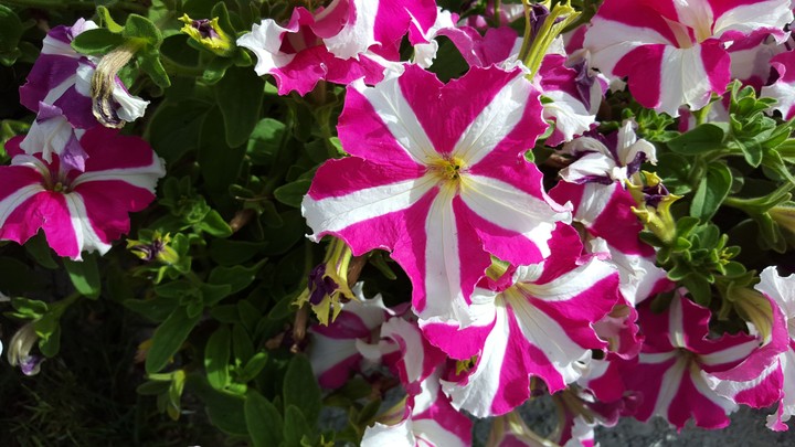 flower