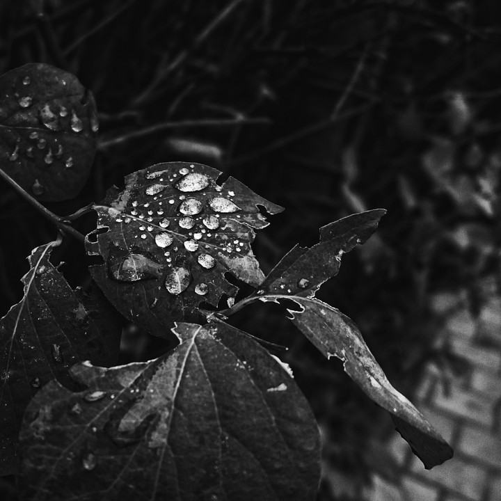 Leaf and drops