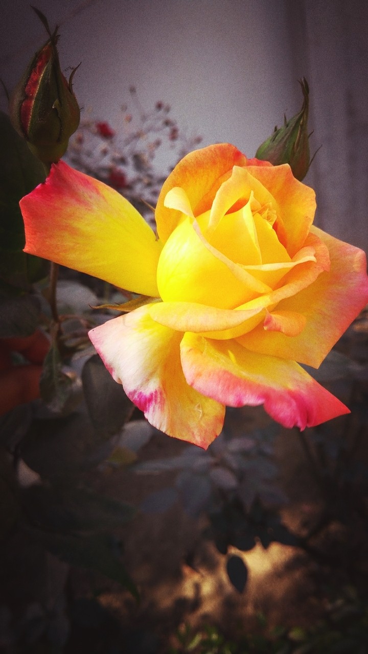 Rose