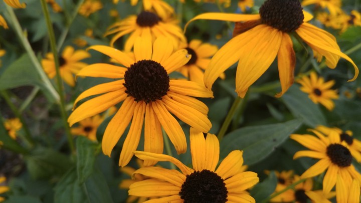 Marigold