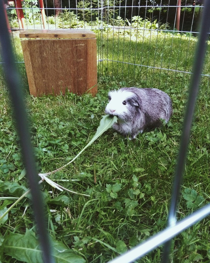 My Guineapig