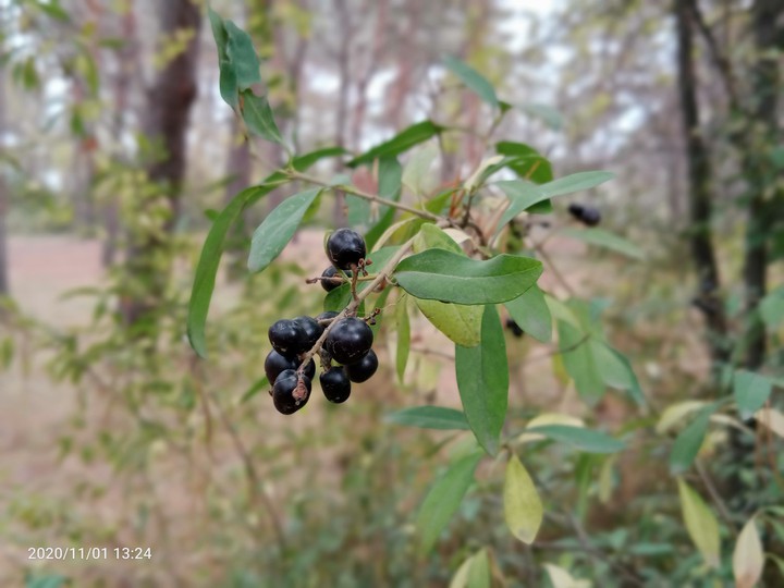 berries