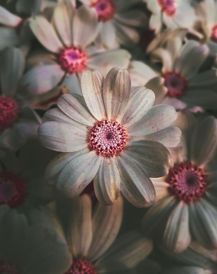 WhiteFlower