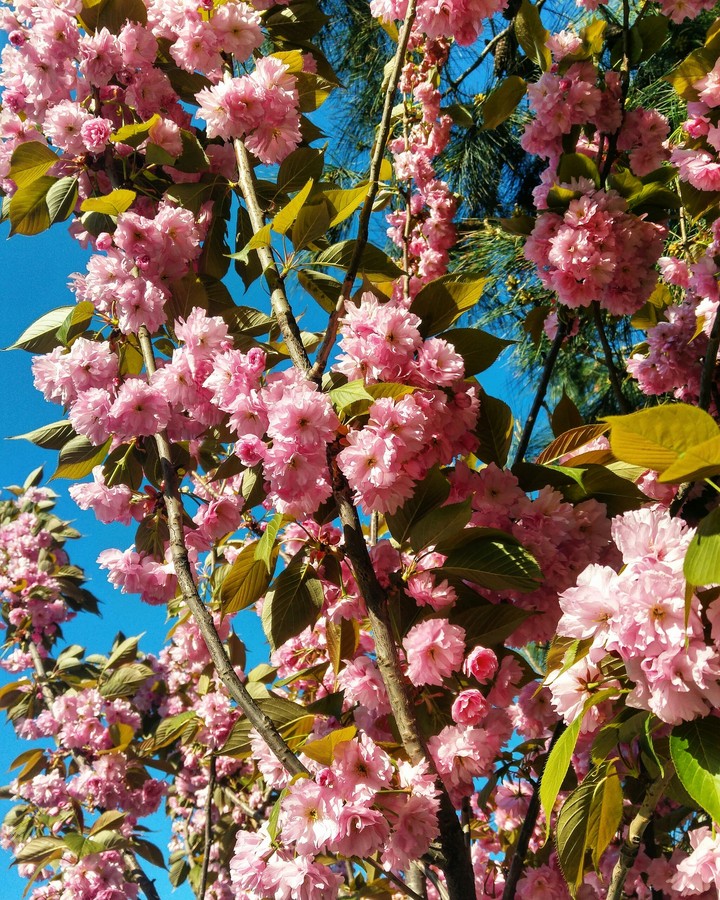 Flower Tree