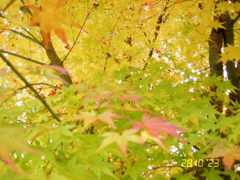 tapety deciduous, sunlight