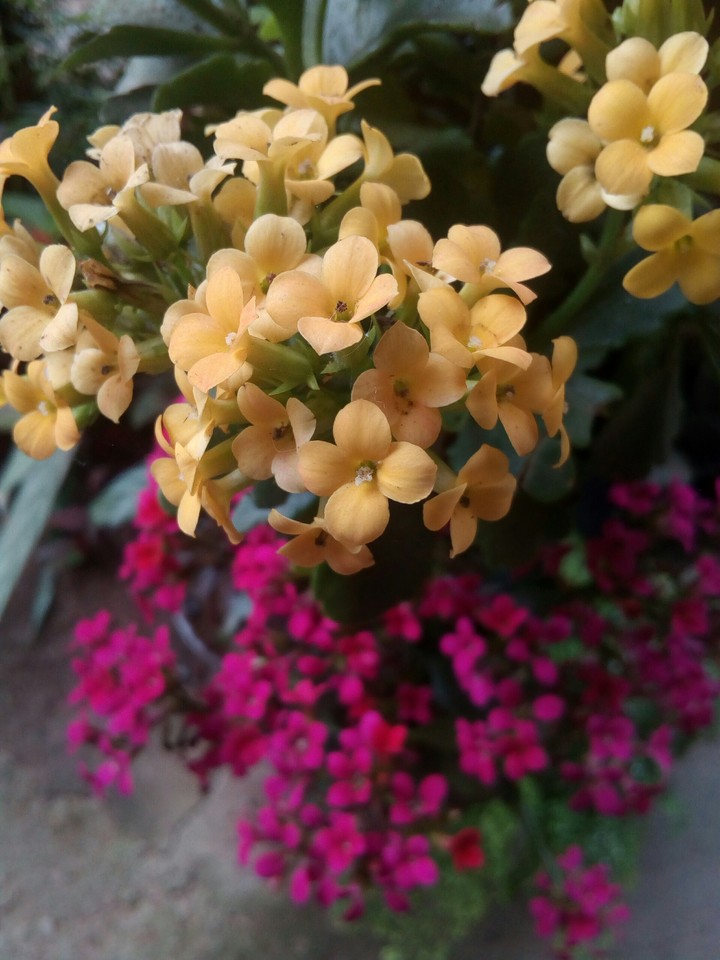 Flores do Jardim