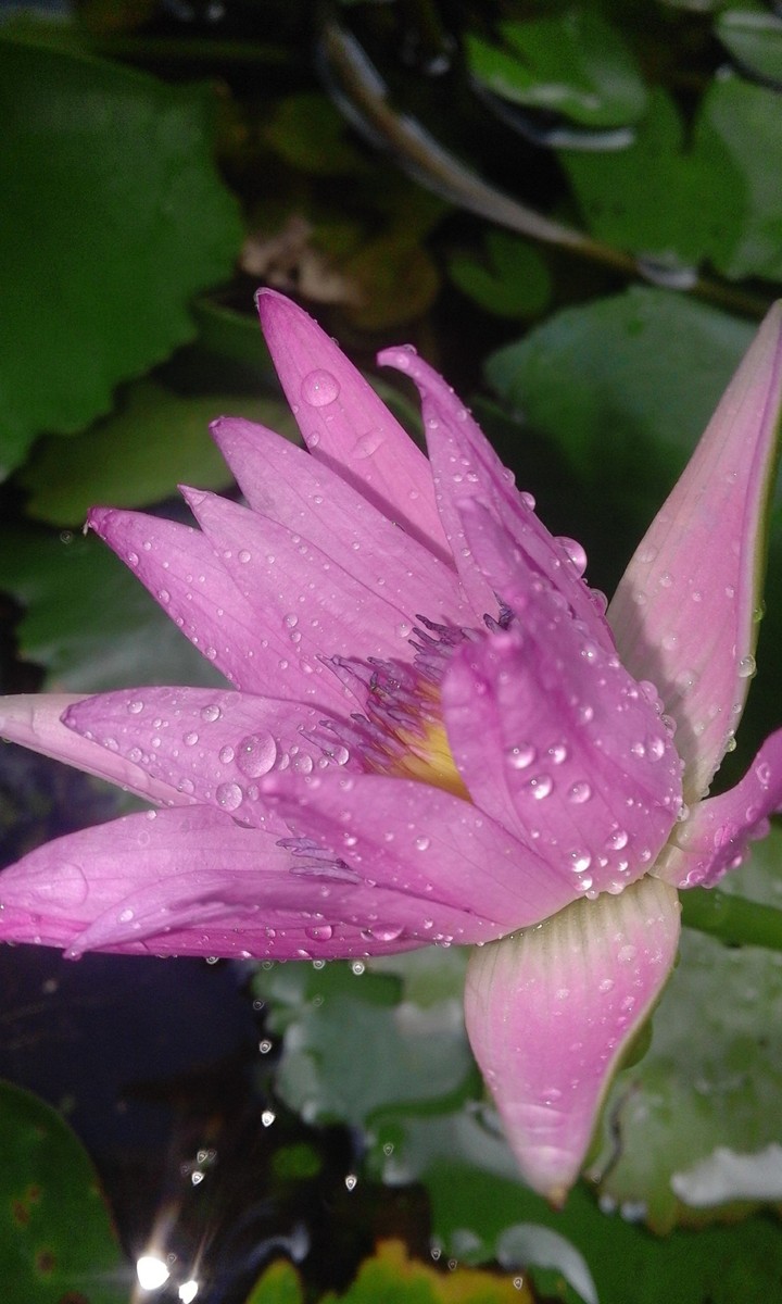 Love. lotus