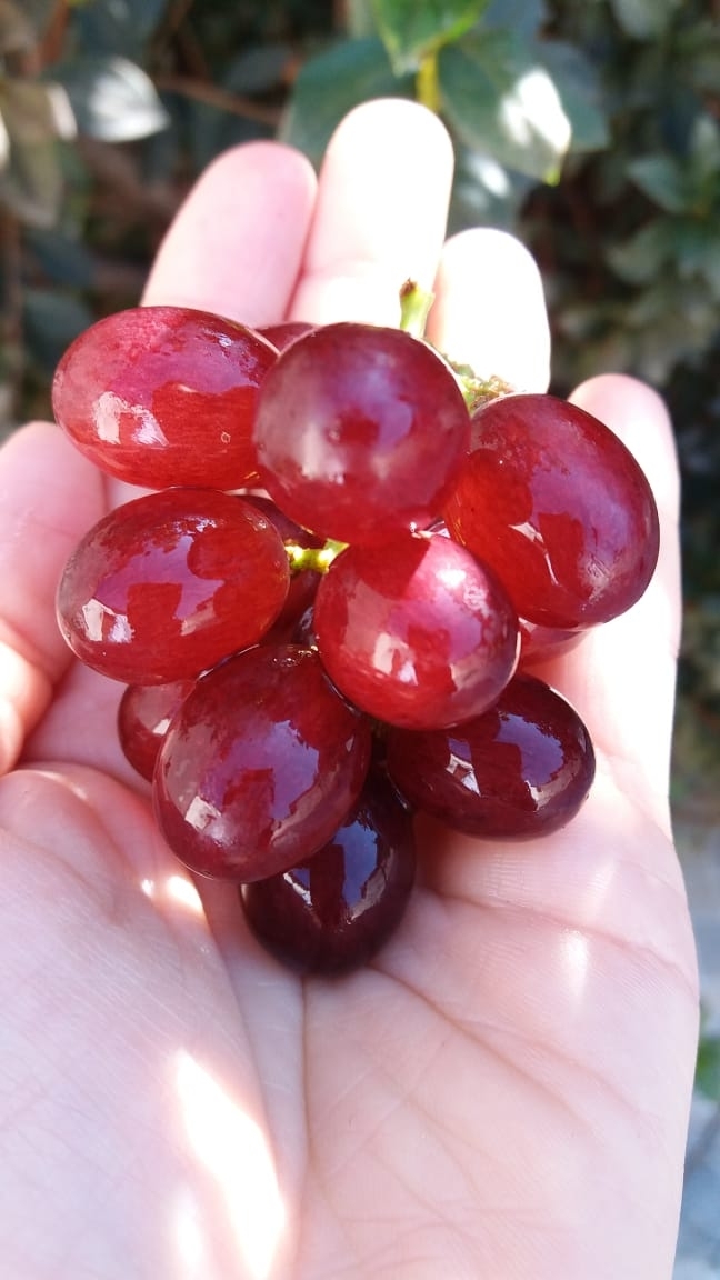 grape