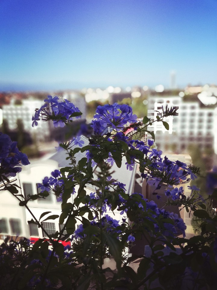 azzurro