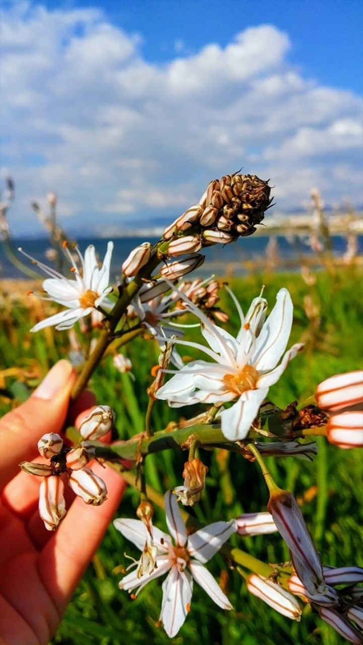 flowers?