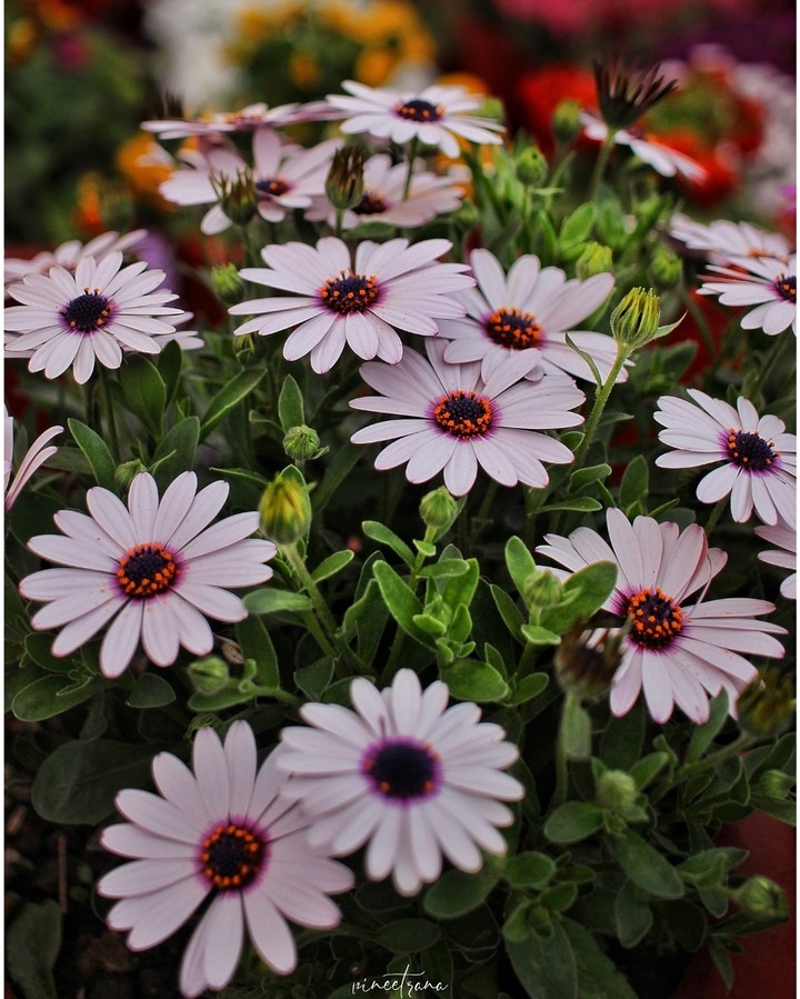 spring flower