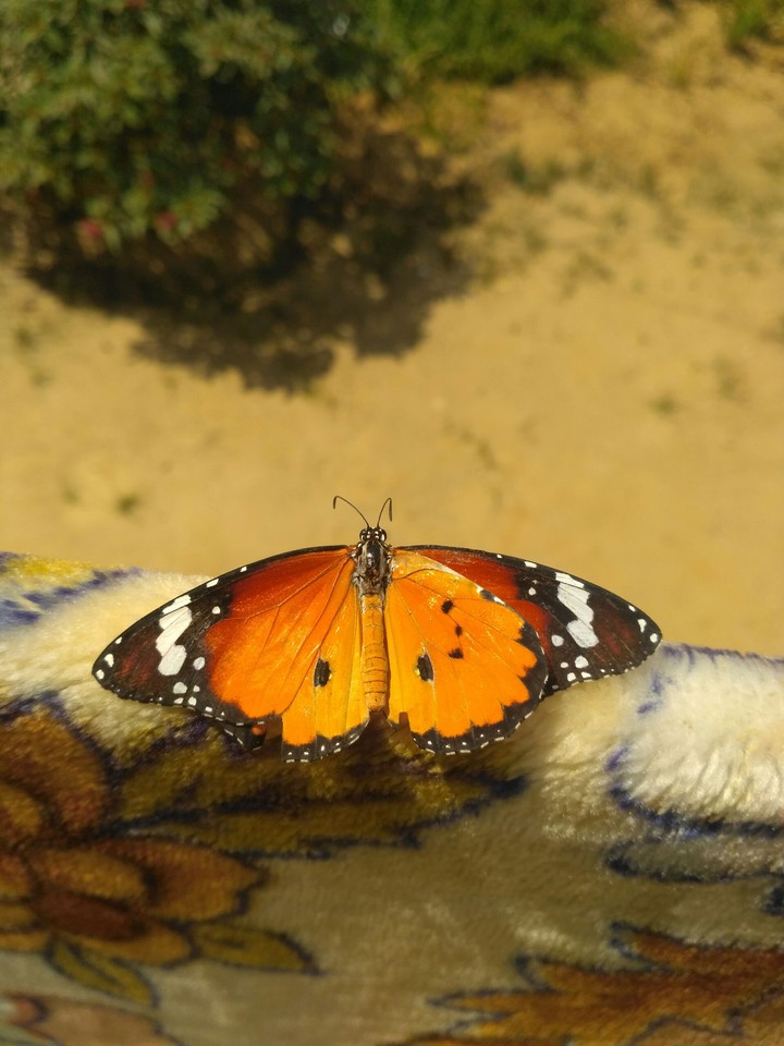 butterfly