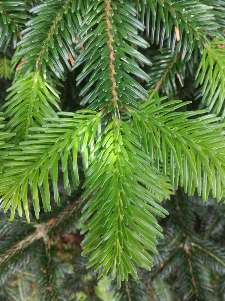 Junger Tannenzweig.