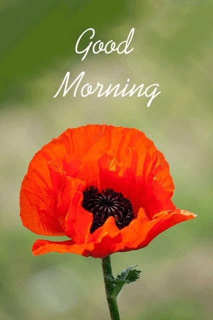 to my friends
