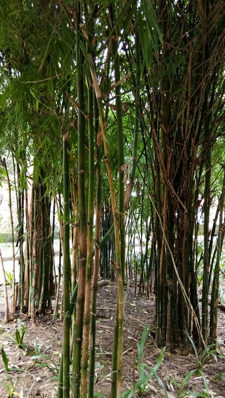 BAMBOO STICK