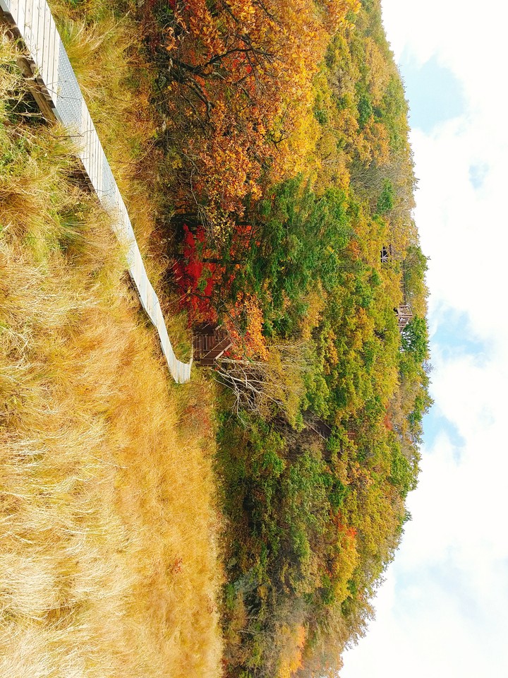 나무