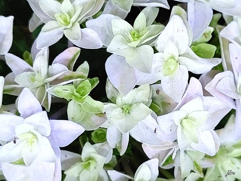 spring, 白色桌布