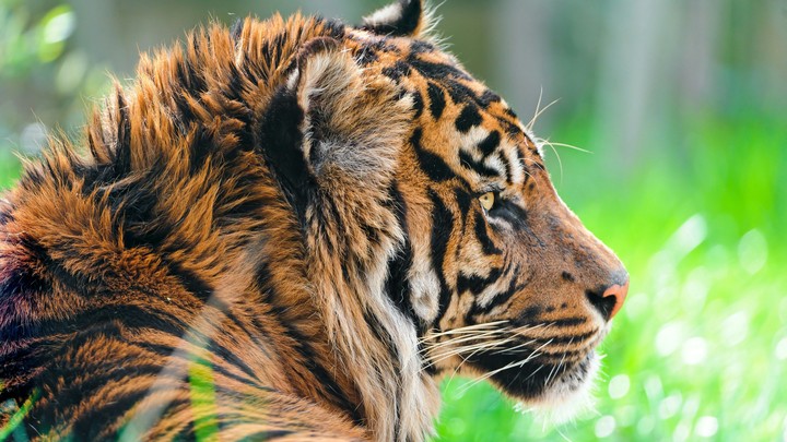 The royal bengal Tiger 5k