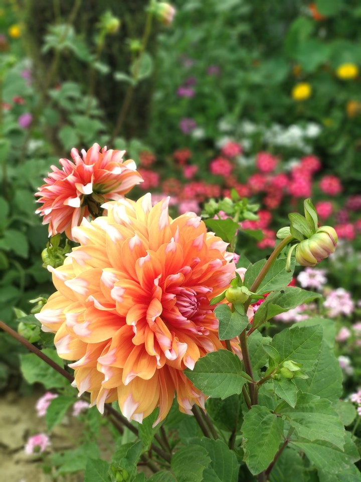 A beautiful flower