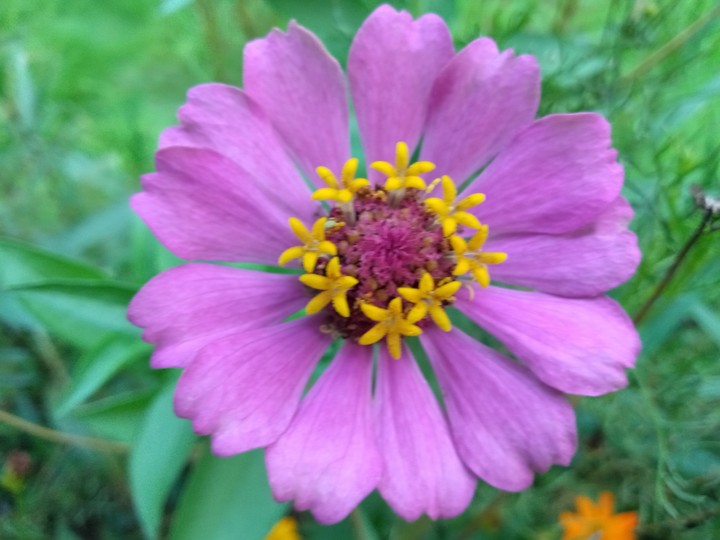 cute flower