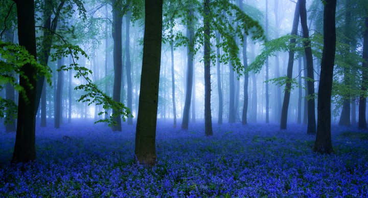 Silence of the Forest