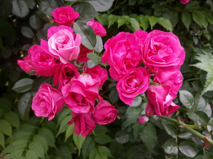 rose