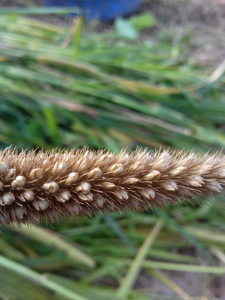 natural flower