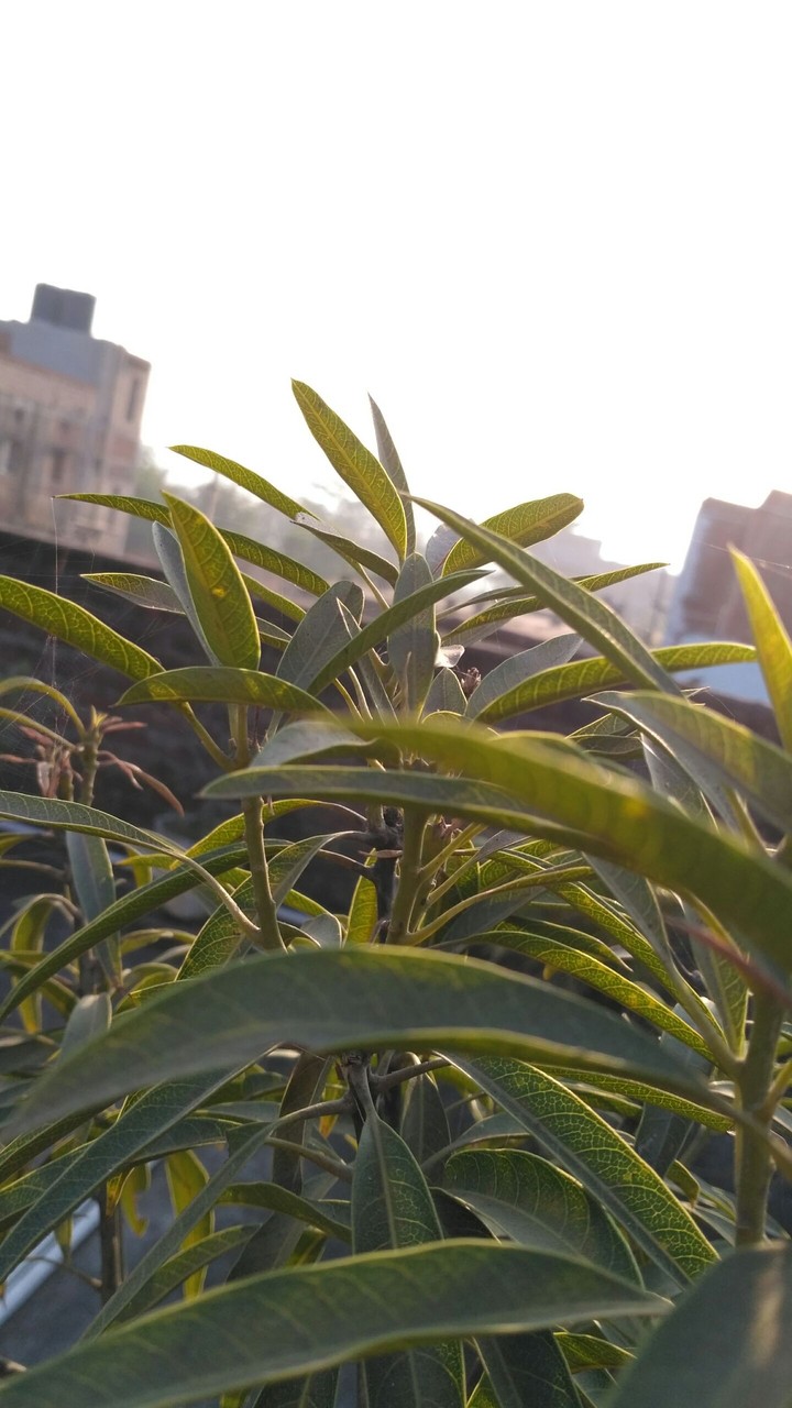 leaf